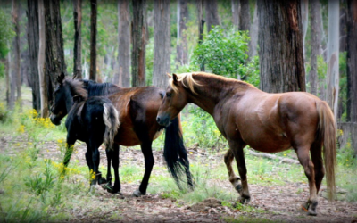 The Unique History of Horses and Humans