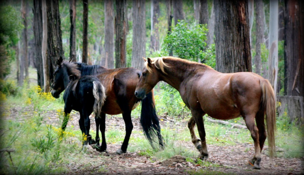 The Unique History of Horses and Humans